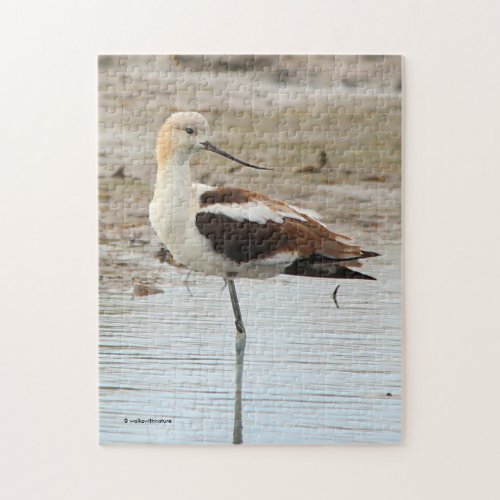 Stunning American Avocet Wading Bird at the Beach Jigsaw Puzzle