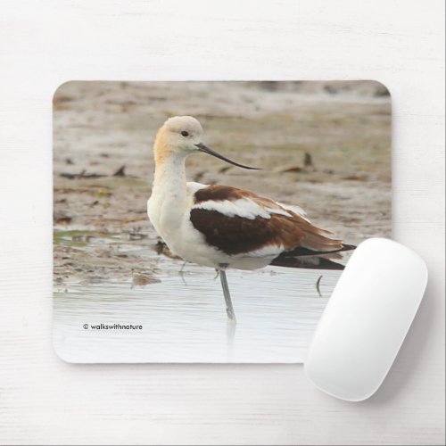 Stunning American Avocet Wading Bird at the Beach Mouse Pad