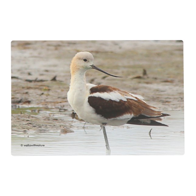 Stunning American Avocet Wading Bird at the Beach Placemat (Front)