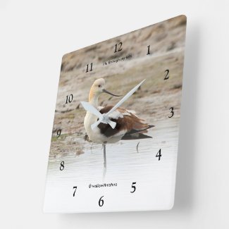 Stunning American Avocet Wading Bird at the Beach
