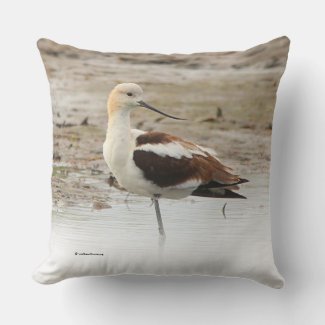 Stunning American Avocet Wading Bird at the Beach