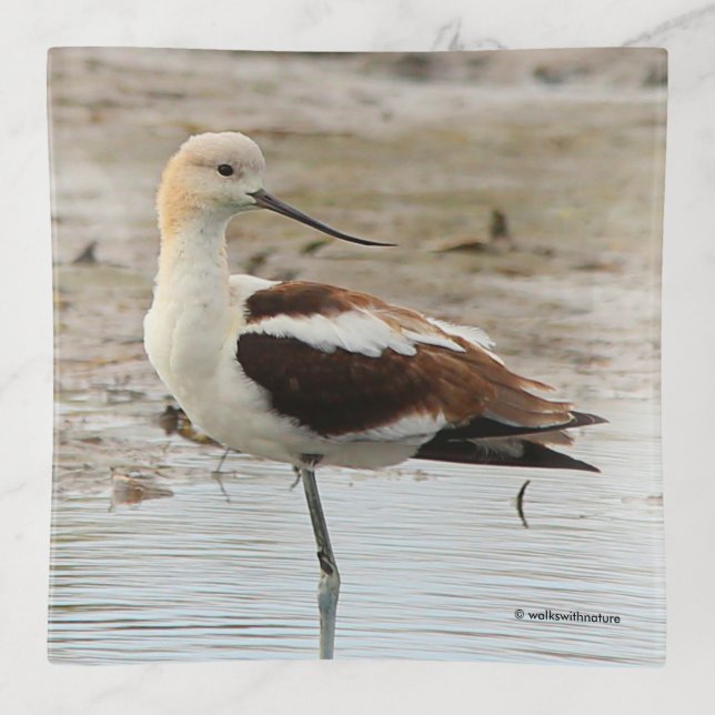Stunning American Avocet Wading Bird at the Beach Trinket Tray (Front)