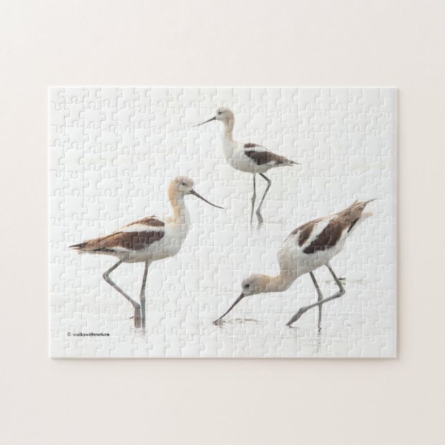 Stunning American Avocets Birds on the Beach Jigsaw Puzzle (Horizontal)