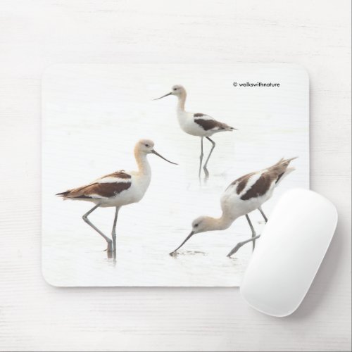 Stunning American Avocets Birds on the Beach Mouse Pad