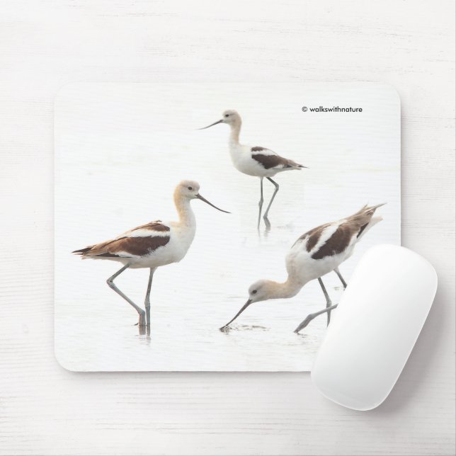 Stunning American Avocets Birds on the Beach Mouse Pad (With Mouse)