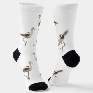 Stunning American Avocets Birds on the Beach
