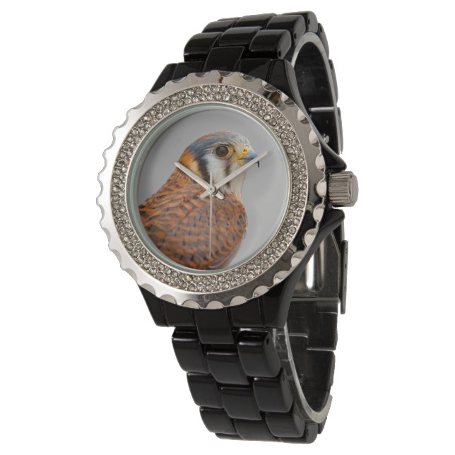 Stunning American Kestrel Falcon Bird of Prey Watch (Angled)