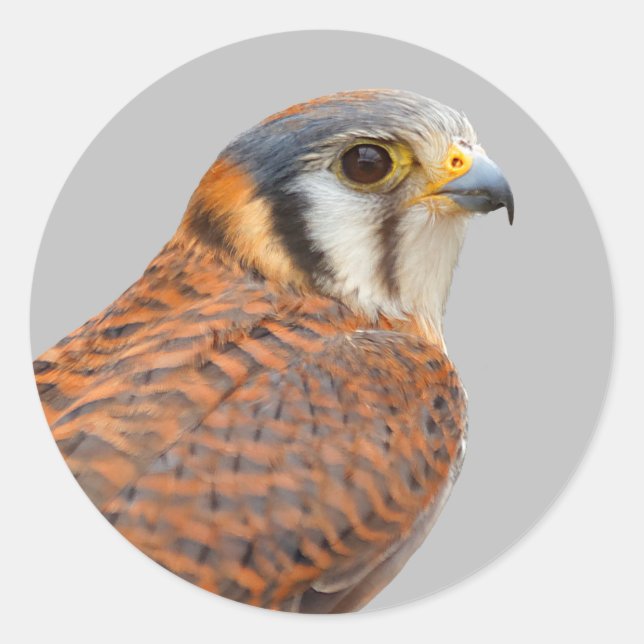 Stunning American Kestrel Sparrowhawk Falcon Classic Round Sticker (Front)