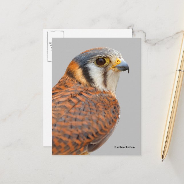 Stunning American Kestrel Sparrowhawk Falcon Postcard (Front/Back In Situ)