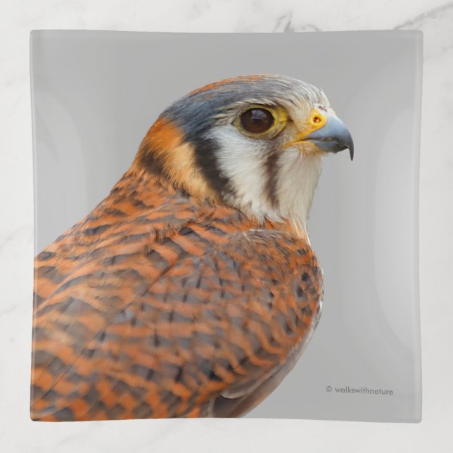 Stunning American Kestrel Sparrowhawk Falcon Trinket Tray (Front)