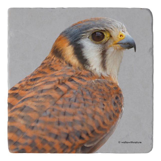 Stunning American Kestrel Sparrowhawk Falcon Trivet (Front)