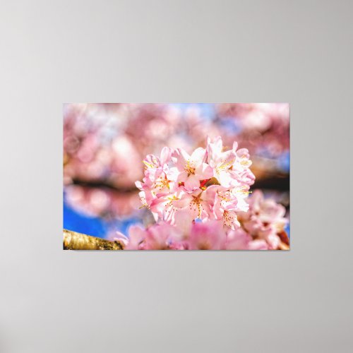 Stunning And Amazing Pink Sakura Flowers In Spring Canvas Print