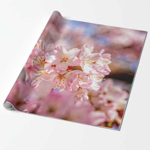 Stunning And Amazing Pink Sakura Flowers Wrapping Paper