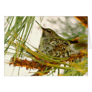 Stunning Anna's Hummingbird Mom on Nest