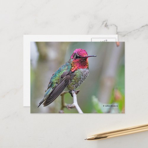 Stunning Annas Hummingbird on Branch Postcard