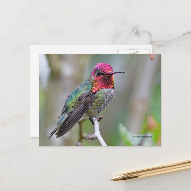 Stunning Anna's Hummingbird on Branch Postcard (Front/Back In Situ)