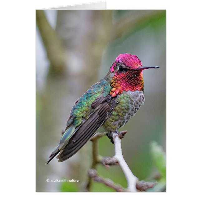 Stunning Anna's Hummingbird on Plum Tree Greeting Cards (Front)