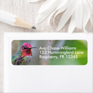 Stunning Anna's Hummingbird on Plum Tree Label