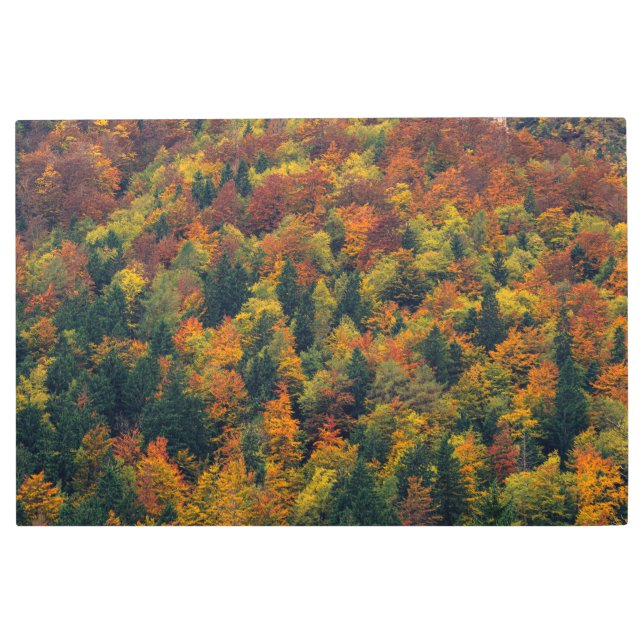 Stunning autumn forest metal print (Front)