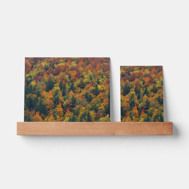 Stunning autumn forest picture ledge (Front)