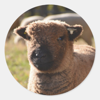 Stunning Babydoll Southdown Ewe Lamb Classic Round Sticker