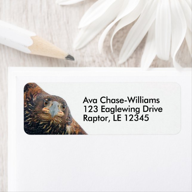 Stunning Bald Eagle Bird of Prey Does a Flyby Label (Insitu)