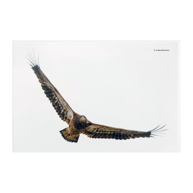 Stunning Bald Eagle Does a Flyover Acrylic Print (Front)