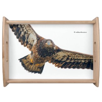 Stunning Bald Eagle Does a Flyover Serving Tray