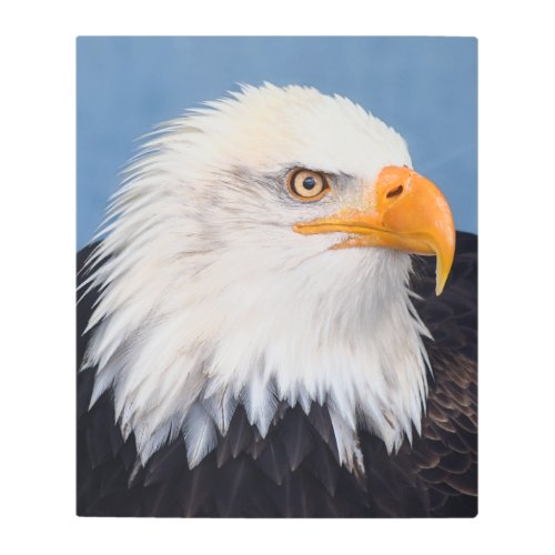 Stunning bald eagle on sky blue background metal print