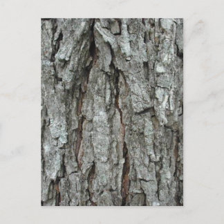 Stunning Bark Postcard