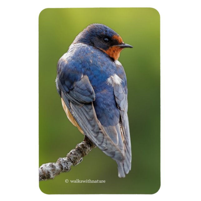 Stunning Barn Swallow on a Branch Magnet (Vertical)