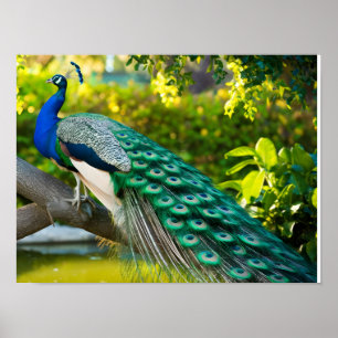 Stunning Beautiful Peacock Images Poster