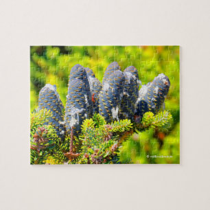 Stunning Big Blue Korean Fir Tree Cones Jigsaw Puzzle