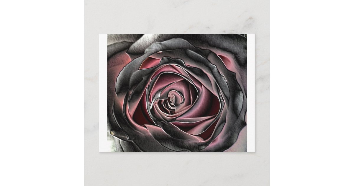 Stunning Black and Pink Rose Postcard | Zazzle.com