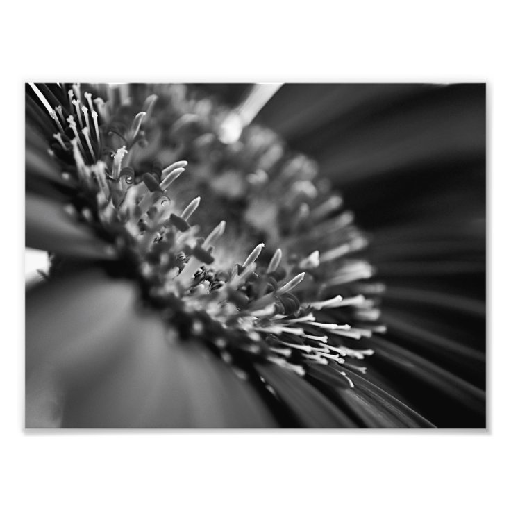Stunning Black and White Floral Macro Photo Print Zazzle