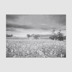 Stunning Black and White Photo of Sunflower Field Tissue Paper