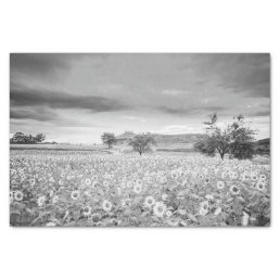 Stunning Black and White Photo of Sunflower Field Tissue Paper
