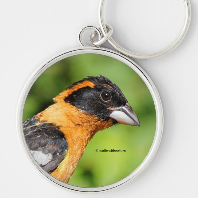 Stunning Black-Headed Grosbeak Songbird Keychain (Front)