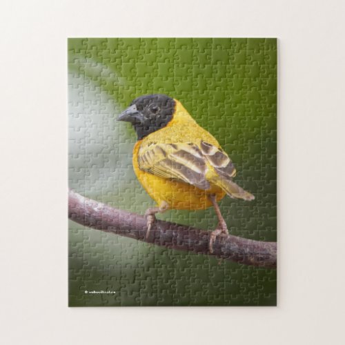 Stunning Black_Headed Weaver Bird Jigsaw Puzzle