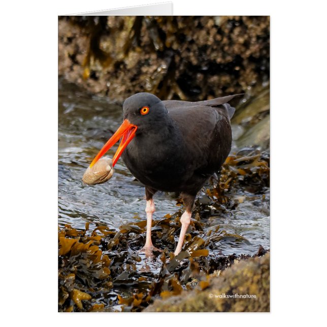 Stunning Black Oystercatcher Shorebird with Clam Cards (Front)