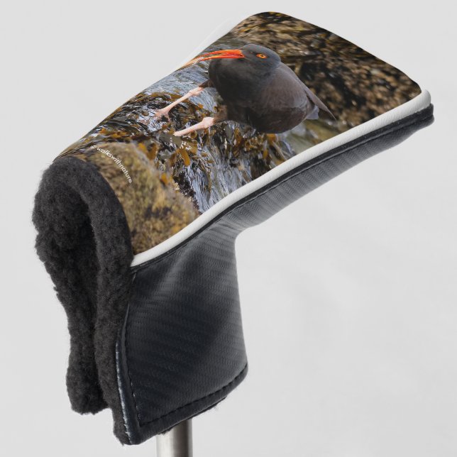 Stunning Black Oystercatcher Shorebird with Clam Golf Head Cover (3/4 Front)