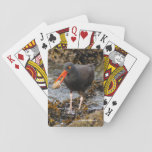 Stunning Black Oystercatcher Shorebird With Clam Playing Cards at Zazzle