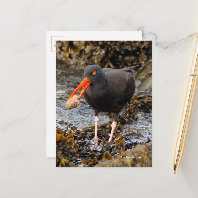 Stunning Black Oystercatcher Shorebird with Clam Postcard (Front/Back In Situ)