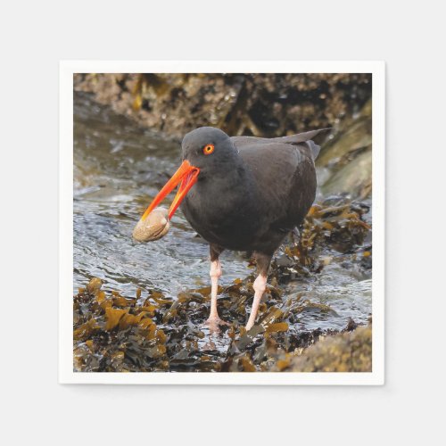Stunning Black Oystercatcher with Clam Napkins