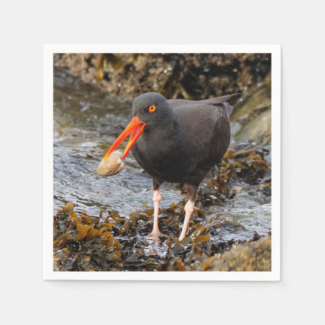 Stunning Black Oystercatcher with Clam Napkins (Front)