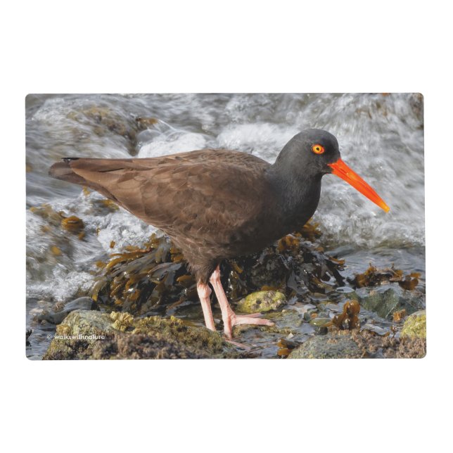 Stunning Black Oystercatcher with Clam Placemat (Front)