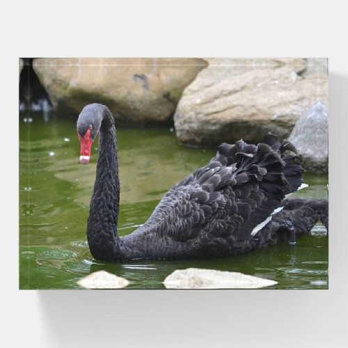 Stunning Black Swan Paperweight