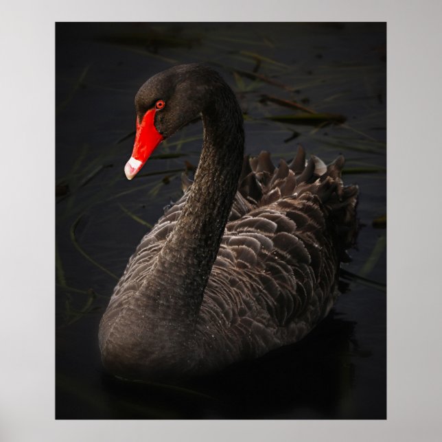 Stunning black swan poster (Front)