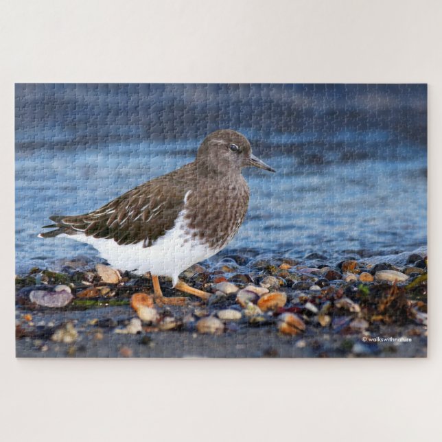 Stunning Black Turnstone on the Beach Jigsaw Puzzle (Horizontal)