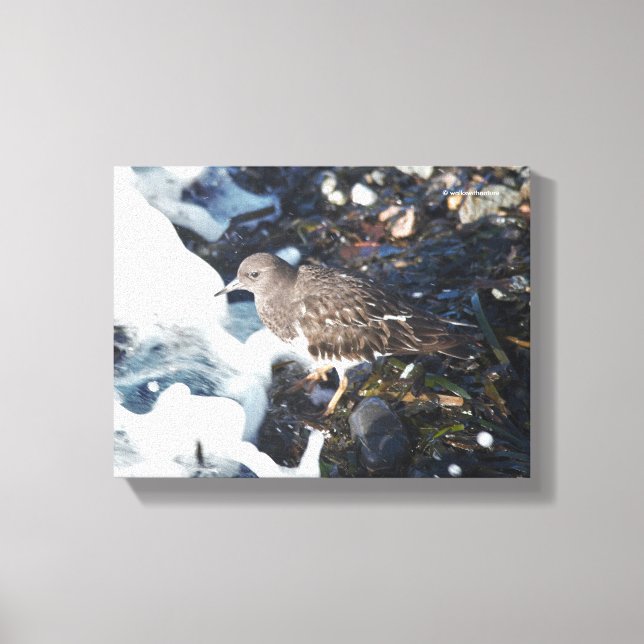 Stunning Black Turnstone Shorebird in the Surf Canvas Print (Front)